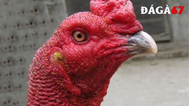 Cách điều trị bệnh nấm họng ở gà