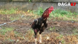 Cách tắm cho gà chọi