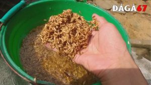 Thức ăn cho gà đá