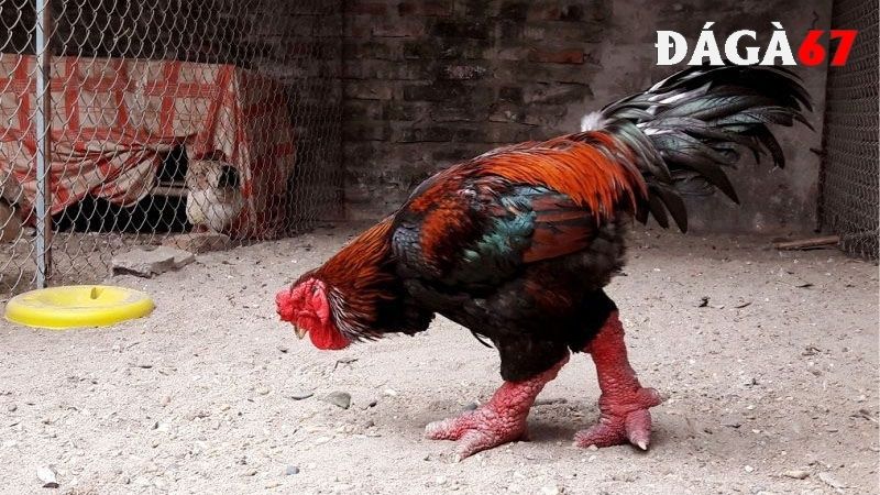 Đặc điểm của gà Đông Tảo thuần chủng