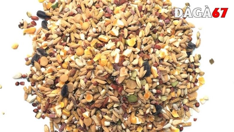 Hướng dẫn cách cho gà đá ăn đúng cách