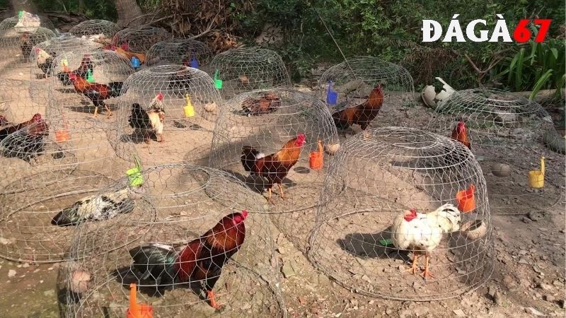 Nên thường xuyên luyện tập để tránh gà chọi bị yếu chân