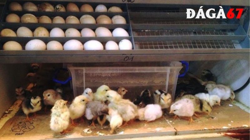 Tầm quan trọng của cách bảo quản trứng gà để ấp?