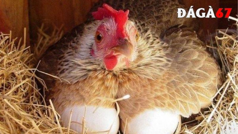 Cách bảo quản trứng gà để ấp ở độ ẩm phù hợp