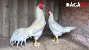 gà chọi Thái Lan