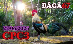 Full clip đá gà Thomo C3 trực tiếp ngày 23/06/2025