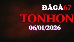 Video Đá Gà Tonhon Hôm Nay 06012026